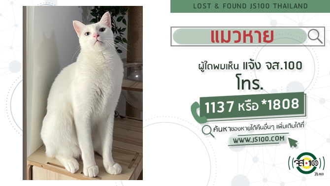 A cat has disappeared from Pruksadee Village, Khlong Sam Subdistrict, Khlong Luang District, Pathum Thani Province Anyone who sees it should contact JS100 by calling *1808 or 1137.