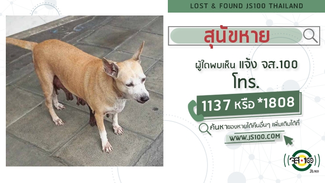 A dog has gone missing from Narathiwat Road, between Soi 8 and Soi 10, Sathorn District Anyone who sees it should contact JS100 by calling *1808 or 1137.